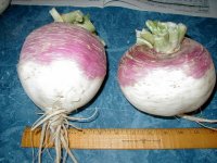 47-100398-Turnips011502.JPG