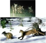 8-62963-coyotes.jpg