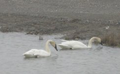 285112-swans bunting.jpg
