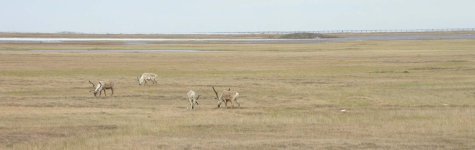286070-caribou grazing 3.jpg
