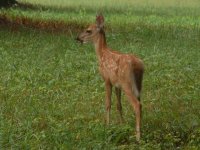 35-68283-fawn.jpg