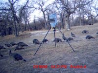 18-Turkeys.jpg