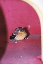 292662-baby_oriole.jpg