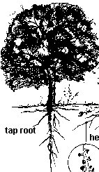 taprootsm.jpg