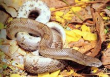 8-145951-kingsnake.jpg