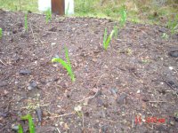 garlic2010 001.jpg