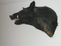 Hog 002.JPG