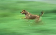 bruno blurry running.jpg