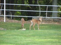 Deer, turkey, KC ride 067.jpg