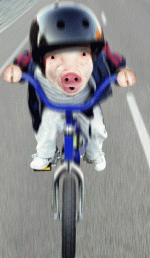 Pig-Riding-Bicycle-Animation-1.20692103_std.gif