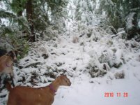 SnowGaots2010 009.jpg