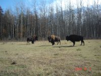 buffalo 2010 003.jpg