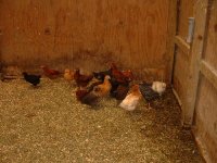 442856-chicken flood.jpg