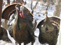 turkey in the snow 2011 004.jpg