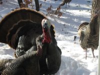 turkey in the snow 2011 006.jpg