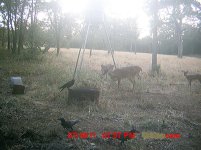 Deer andcrows.jpg