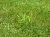 field grass 1.jpg