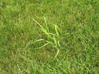 field grass 2.jpg