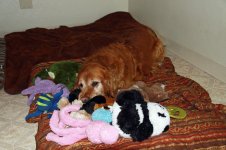 ruby and toys small 1.jpg