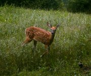 Fawn 21 Aug 2011.JPG