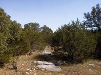 453190-Ashe Juniper.jpg