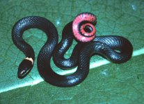 ringneck_snake.jpg