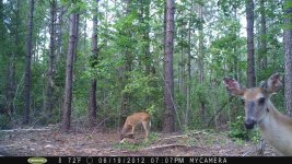 deer%20close%20up[1].JPG