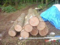 logging2012 005.jpg