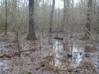 591225-Swamp, Feb 05.jpg