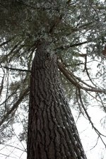 White Pine#2.jpg