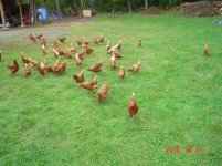Chickens 002.jpg