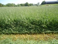 2014 First cutting hay 002.jpg