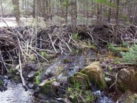 618815-Beaver Dam for Web.jpg