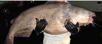 665373-Catfish Big cropped.jpg