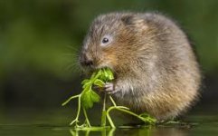 water vole.jpg