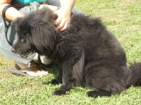 Black Chow EM.JPG