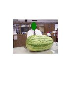 319847-copy of Prize watermelon #2.jpg