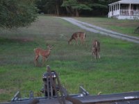 IMG_0281 (600 x 450) deer caught in tractor headlights.jpg