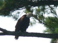 Eagle in tree (816 x 612).jpg