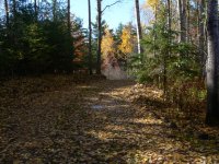 Leafy path (816 x 612).jpg