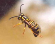 5-181540-yellowjacket.jpg