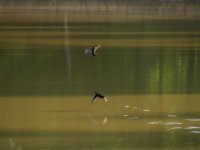 Wood Duck taking off, Apr 07.jpg