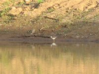 Unknown Shorebird, 1.jpg