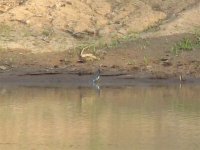 Unknown Shorebird, 2.jpg