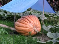 big pumpkin 2.jpg