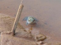 Mystery Frogs Face in small pond, May 2006 (Small).jpg