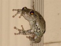 Leopard Frog on our wall, Oct 2006 (Small).jpg