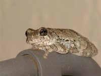 Leopard Frog on chair, Oct 2006 (Small).jpg