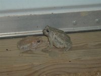 Toads waiting for a snack, July 2005 (Small).jpg