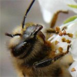 closeup bee.jpg
